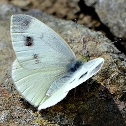 Pieris ergane